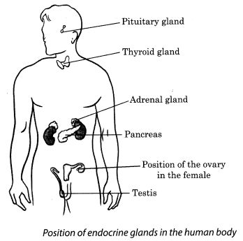 Reaching the Age of Adolescence Class 8 Notes Science Chapter 10 Reaching The Age Of Adolescence Notes, Class 8 Notes, Notes Science, Estrogen Hormone, Pituitary Gland, Science Notes, Sweat Gland, Adrenal Glands, Class 8