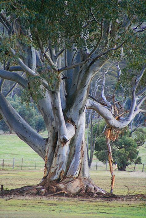 Australia Landscape, Weird Trees, Gum Trees, Australian Trees, Gum Tree, Australian Plants, Australian Native Plants, Watercolor Tree, 인물 드로잉