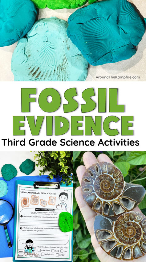 An article for 3rd grade teachers with lesson ideas to teach about fossil evidence. Fossil Activity 3rd Grade, Fossil Stem Activities, Third Grade Science Experiments, Fossil Activities, 3rd Grade Science Experiments, Fossils Lesson, Third Grade Science Activities, Types Of Fossils, Fossils Activities