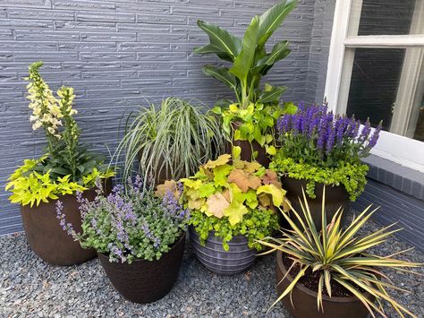 mix-and-match-container-garden Patio Container Gardening, Plants In Pots, Tattoo Plant, Florida Plants, Plant Pot Diy, Plant Ideas, Outdoor Pots, Plant Combinations, Cactus Garden