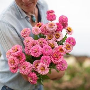 Floret Flower Farm's Favorite Zinnias – Floret Library Hardening Off Seedlings, Zinnia Elegans, Zinnia Flowers, Cut Flower Garden, Sun Plants, Plant Spacing, Flower Farm, Flower Seeds, Urban Garden