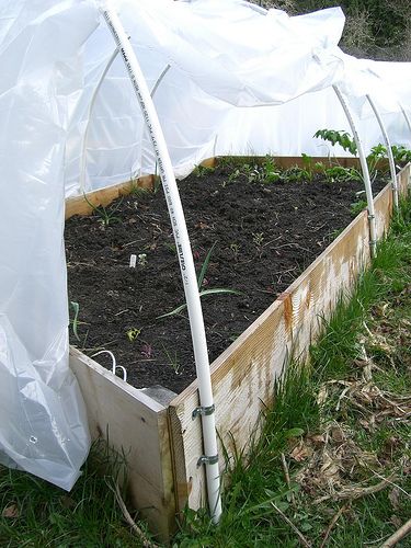 Easy and inexpensive hoop house instructions to protect your tender plants. Raised Bed Greenhouse, Hoop House, Berry Plants, Indoor Greenhouse, Greenhouse Interiors, Organic Compost, Backyard Greenhouse, Small Greenhouse, Greenhouse Growing