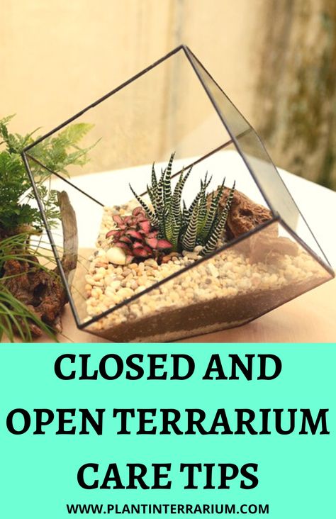 Open Top Terrarium, Moss Terrariums, Open Terrariums, Keep Rocking, Planting Guide, Moss Terrarium, Best Plants, Advantages And Disadvantages, What Is The Difference Between