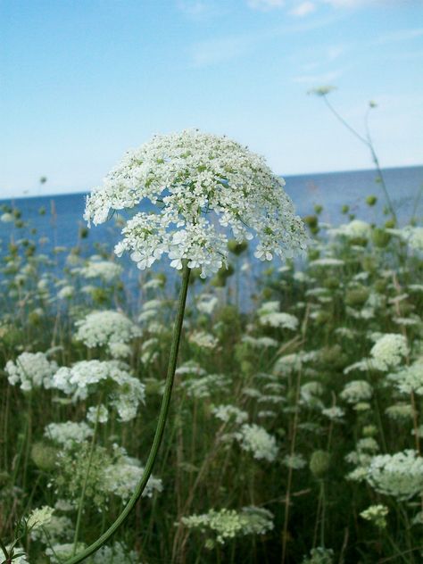 Hemlock Flower, Poison Diaries, Conium Maculatum, Flower Facts, Poison Plants, Poisonous Flowers, Water Hemlock, Neuromuscular Junction, Deadly Plants