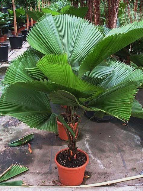 Licuala Grandis Palm Licuala Grandis, Fan Palm Tree, Livistona Chinensis, Balinese Garden, Trees Landscaping, Palm Trees Landscaping, Tropical Garden Design, Tropical Backyard, Fan Palm