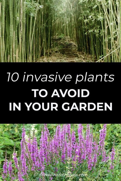 Invasive plant species are difficult to maintain and can destroy the natural environment. Find out which perennials to avoid planting in your garden landscaping. Wisteria Plant, Autumn Clematis, Perennial Grasses, Full Sun Perennials, Trees And Flowers, Full Sun Plants, Sun Perennials, Invasive Plants, Perennial Shrubs