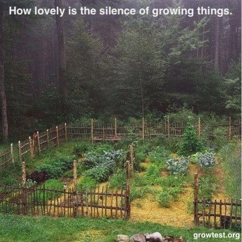 thankful sage farm school : Photo Tanacetum Vulgare, Plant A Garden, نباتات منزلية, Have Inspiration, Forest Garden, Garden Fencing, Veggie Garden, Garden Cottage, Farm Gardens