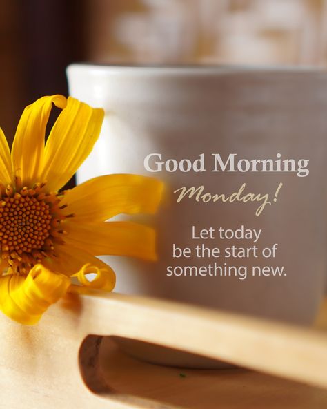 Happy Monday! Let's focus on the power of positivity and how it can change our lives! #motivationalmonday #NewBeginning#FreshStart Morning Monday Quotes, Positive Monday, Gd Mrng, Happy Monday Quotes, Happy Monday Morning, Good Morning Monday, Monday Morning Quotes, Inspirational Good Morning Messages, Manic Monday