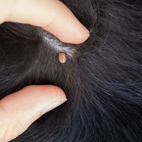 Engorged Tick Removing Ticks From Dogs, Remove Ticks From Dogs, How To Get Rid Of Ticks On Dogs, How To Remove Ticks From Dogs, Tick Bites Pictures, Tick Bites On Dogs, Ticks On Humans, Tick Removal Dog, Tick Repellent For Dogs