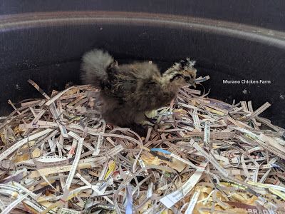 Using shredded newspaper as coop bedding. Shredded paper can also be used in a chick brooder as an absorbent bedding. Chicken Coop Bedding, Chick Brooder, Nest Boxes, Raising Chicks, Coop Ideas, Baby Chickens, Chicken Runs, Shredded Paper, Backyard Chickens