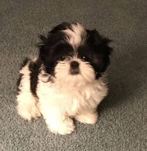 Puppies Shih Tzu, Dog Shih Tzu, Shitzu Dogs, Perro Shih Tzu, Chien Shih Tzu, Shitzu Puppies, Very Cute Puppies, Super Cute Puppies, Cute Animals Puppies