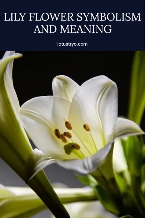 Discover the fascinating meanings behind different purple, white, or yellow lily flowers. These stunning floral beauties symbolize purity, devotion, and friendship, enhancing any garden or bouquet. Uncover the significance of each color and the cultural meanings in poetry and decoration. Knowing the distinct lily flower meanings can help you choose the perfect blooms for special occasions or just to brighten someone's day Lily Meaning, Red Lily Flower, Flower Symbolism, Pink Lily Flower, Lily Flower Tattoos, White Lily Flower, Flower Tattoo Meanings, Expressions Of Sympathy, Purple Lily