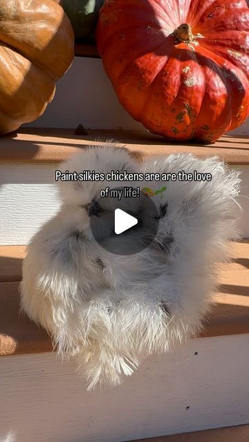 Lavern Clarke | Chickens keeping tip on Instagram: "I honestly do have a love-hate relationship for paint silkies! It’s truly the hardest silkies color to breed. I love a challenge so I am in for the ride who is with me? 🖤🎨🤍" I Love A, Love A, Love Of My Life, Of My Life, I Love, Paint, On Instagram, Color, Instagram