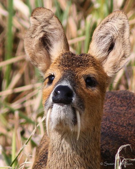 Water Deer, Chinese Chinese Water Deer, Water Deer, Animal Hide, Interesting Animals, Mule Deer, Unusual Animals, Rare Animals, Manx, Pretty Animals