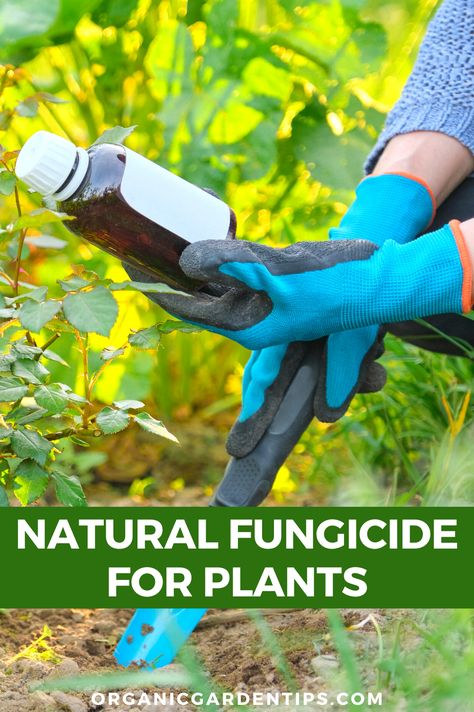 Diy Fungicide For Plants, Diy Plant Fungicide, Homemade Fungicide For Plants, Natural Fungicide For Plants, Fungicide For Plants, Organic Fungicide, Mold Prevention, Herb Garden In Kitchen, Bean Plant