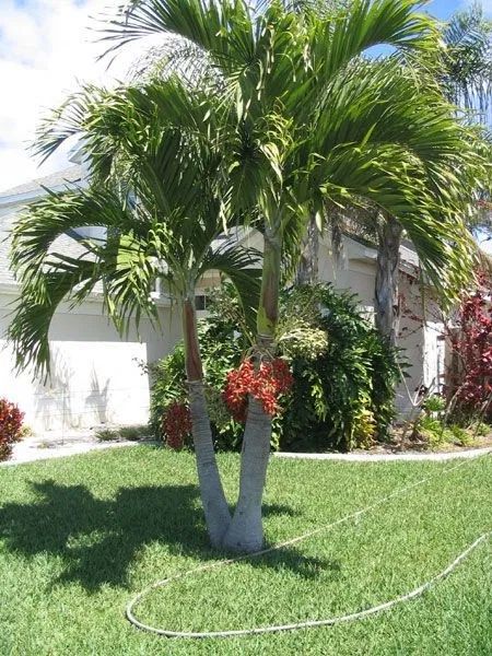 Tropical Backyard Landscaping, Palm Trees Landscaping, Small Palm Trees, Christmas Palm Tree, Florida Landscaping, Tropical Backyard, Live Tree, Tropical Tree, Spanish Revival