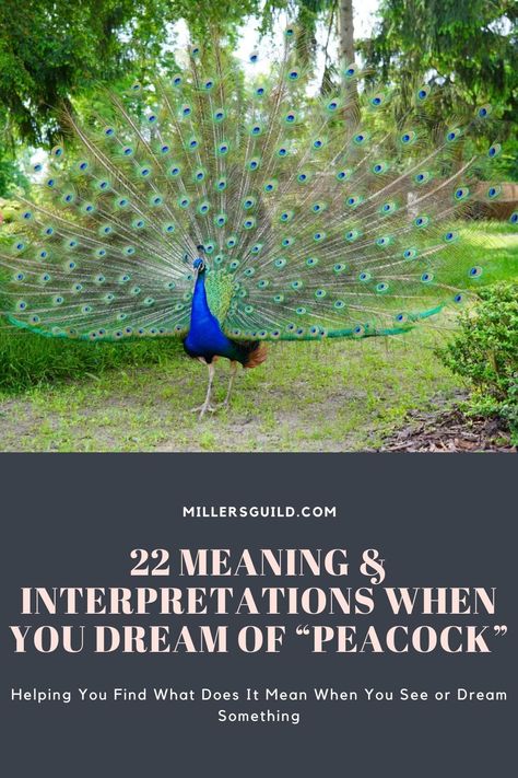 22 Meaning & Interpretations When You Dream of “Peacock” 22 Meaning, Peacock Flying, Bird Meaning, Female Peacock, Animal Symbolism, Appreciate Life, Dream Symbols, Dream Meanings, Jealous Of You