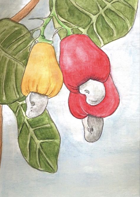 Drawing made with Faber-Castell watercolor and colored pencils. Cashew Nut Tree, Cashew Tree, Water Color Pencil, Caribbean Art, Cashew Nut, Tree Drawing, Realistic Art, Faber Castell, Watercolor Drawing