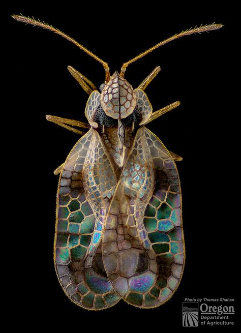 https://flic.kr/p/gUWYVX | Azalea Lace Bug - Stephanitis pyrioides - Dorsal | Image acquired by the Oregon Department of Agriculture's IPPM Entomology Lab in Salem, Oregon. For inquiries regarding usage, please contact Thomas Shahan - tshahan@oda.state.or.us or visit the IPPM web page here: www.oregon.gov/ODA/PLANT/IPPM/Pages/index.aspx Lace Bug, Diy Textiles Projects, Tilt Shift Photos, Weird Insects, Insect Photos, Dark Forest Aesthetic, Bug Tattoo, Cool Bugs, Salem Oregon