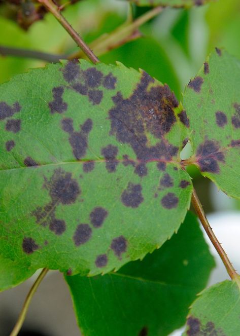 Rose black spot is a fungal disease affecting the foliage. Dark purple-black spots appear on the leaves and stems. Spores overwinter to reinfect the leaves the following year. Black Spot On Roses, Blackberry Leaves, Ground Cover Roses, Garden Problems, Types Of Roses, Shrub Roses, Powdery Mildew, Rose Stem, Rose Leaves