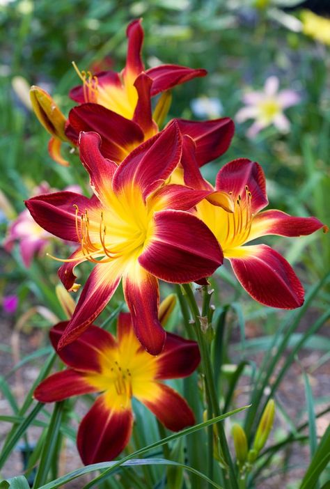 The 39 Best Daylilies to Grow in Your Garden Daylily Coit Tower, Lilly Garden Ideas, Quilt Banner, Day Lillies, Lilly Garden, Reblooming Daylilies, Day Lilly, Lily Plant, Daylily Garden