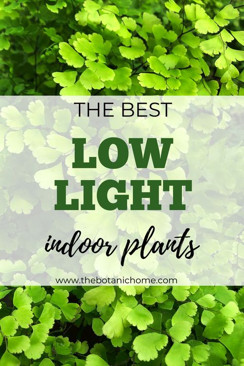 Don't have access to direct sunlight? No worries! Our guide to indoor plants that thrive in low light conditions will help you create a beautiful green space. Discover our top picks for easy-to-care-for plants. #indoorplants #lowlightplants #homedecor #greenthumb #plantcaretips Best Plants For Bedroom Low Lights, Indoor Plant Low Light, Best Bedroom Plants Low Lights, Low Light Cat Safe House Plants, Best Indoor Hanging Plants, Indoor Plant Care Guide, Best Plants For Bedroom, Easy Care Houseplants, Low Light Indoor Plants