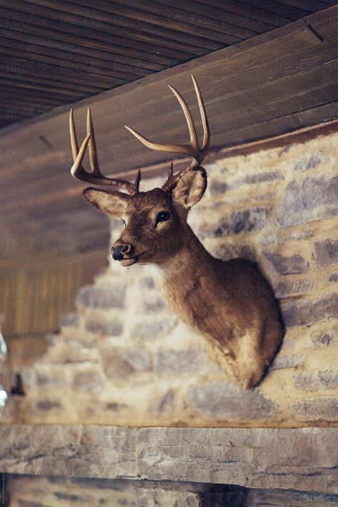 Preserved Deer Head on wall of Hunting Lodge Creative photography Inspiration #awesomephotography #amazingphotography #landscapephotography #fineartphotography #familyphotography #creativephotography #aestheticphotography #photographyideas #learnphotography #photographyinspiration #stocksy #stocksyunited Creative Photography Inspiration, Animal Head Decor, Tavern Decor, Deer Head Decor, Deer Heads Mount, Hunters Cabin, Taxidermy Deer, Deer Head Wall Decor, Above The Fireplace