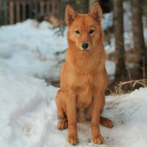 Spitz Breeds, Finnish Spitz, Gorgeous Cats, Pretty Dogs, Pretty Animals, Australian Animals, Hunting Dogs, Cute Funny Animals, Animals Friends