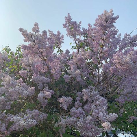 Lavender Aesthetic, Aesthetic Flowers, Aesthetic Nature, Flower Therapy, No Rain, Lilac Flowers, Japanese Aesthetic, Spring Aesthetic, Nature Plants