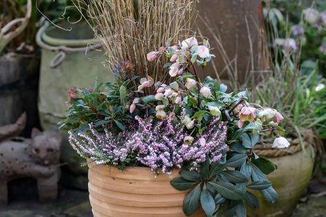 Spring Pots, Winter Planter Ideas, Garden Remodel, Spring Containers, Winter Planting, Potted Gardens, Winter Pots, Yellow Crocus, Winter Containers