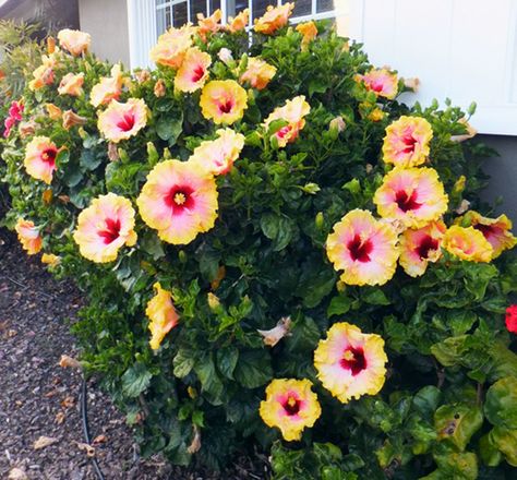 Hidden Valley Hibiscus Front Planters, Tropical Courtyard, Hibiscus Drawing, Hibiscus Tea Benefits, Hibiscus Shrub, Hibiscus Care, Hibiscus Bouquet, Hibiscus Bush, Hibiscus Flower Drawing