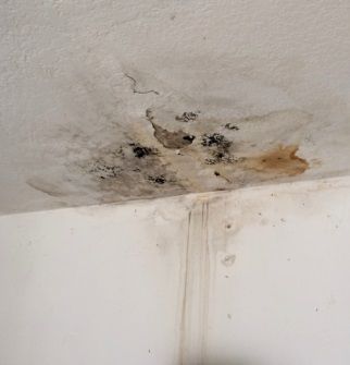 Damaged ceiling from a water leak. Black mold is growing. Kill Black Mold, Clean Black Mold, Ceiling Leak, Bathroom Mold, Bathroom Elegant, Leaky Roof, Mold In Bathroom, Water Damage Repair, Types Of Mold