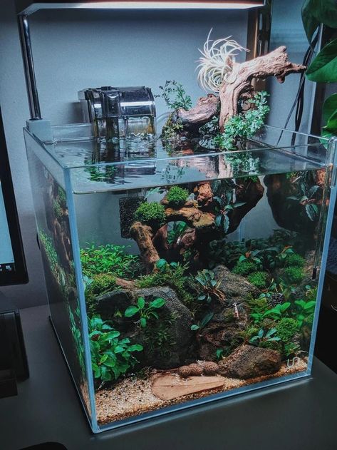 Bio Fish Tank, Asian Fish Tank, Aquarium Fish Tank Ideas, Cube Fish Tank Ideas, Live Fish Tank, Fish Tank Inspiration, Shrimp Aquarium Ideas, Aquarium Tank Ideas, Shrimp Fish Tank