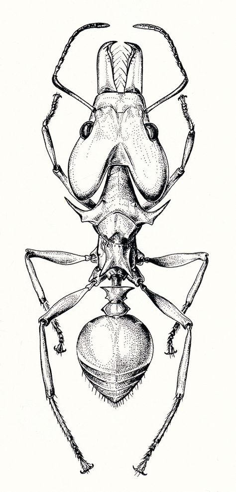 Ant Drawing, Ant Tattoo, Bugs Drawing, Entomology Art, Drawing Realistic, Insect Tattoo, Science Illustration, Bug Art, Beautiful Bugs