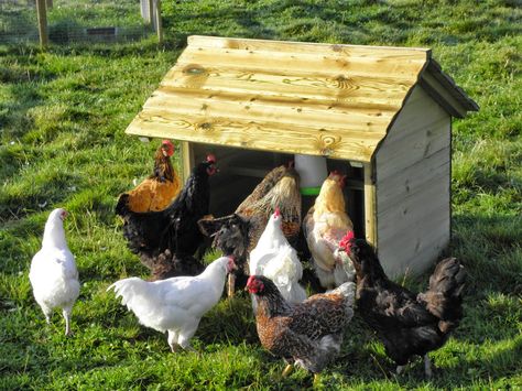 It's raining again in and as the hide from the rain in our various chicken shelters the FSF Blog turns it's attention to a quick guide to the various timber shelters for keeping dry in this Autumnal weather.