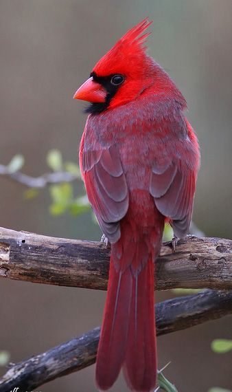 Cardinals Birds, Cardinal Birds, Airbrush Art, Red Bird, Backyard Birds, Bird Pictures, Exotic Birds, Pretty Birds, Red Birds