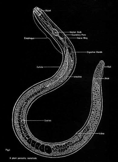 Diagram of a Nematoda Parasitology Notes, Phylum Annelida, Phylum Platyhelminthes, Biology Illustration, Medical Microbiology, Vintage Biology, Parasite Cleanse, Church Furniture, Ange Demon