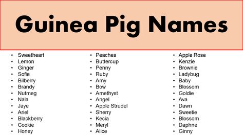 Guinea Pig Names Girl, Ava Cute, Guinea Pig Names, Pig Names, Female Guinea Pigs, Blackberry Cookies, Names Male, Exotic Names, Ladybug Baby