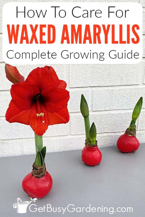 If you’ve received a waxed amaryllis bulb this year, you might be wondering what they’re all about. In this guide on caring for a waxed amaryllis, I’ve shared tons of useful tips about what they are, why they’re coated, and how they grow. You’ll discover why they’re sometimes referred to as waterless amaryllis, and what steps you’ll need to take to enjoy the gorgeous blooms. I’ve also shared what you can do when the flowers are spent and how you can save the bulbs and enjoy them for more years. Wax Bulb Amaryllis, Wax Dipped Amaryllis Bulb, Waxing Amaryllis Bulbs, Waxed Amaryllis Bulbs Diy, Waxed Amaryllis Bulbs, Amaryllis Care, Soil Fertilizer, Jade Plant Care, Chinese Appetizers