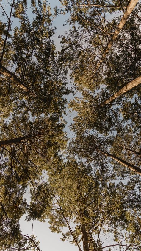 High Res iPhone Background Nature Picture — Free Images Iphone Background Nature, Iphone Backgrounds Nature, San Francisco At Night, Background Nature, Picture Tree, Indiana Dunes, Daisy Field, Image Nature, Water Tower