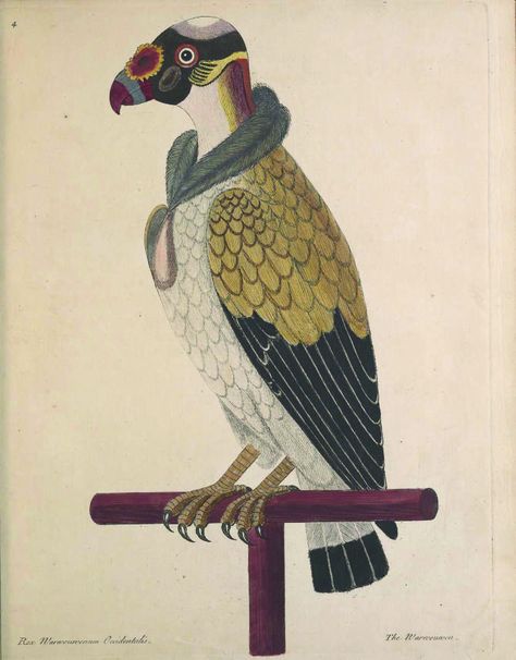 Eleazar Albin's 1734 drawing of a King vulture has sometimes been identified as a "painted vulture" Vulture Drawing, King Vulture, Fauna Illustration, Nature Artists, Bird Artwork, Scientific Illustration, Bird Illustration, Vintage Botanical, Vintage Ephemera