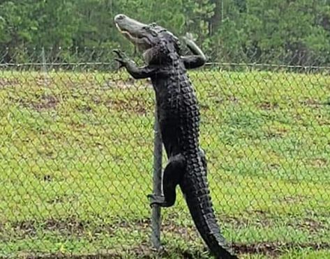 Huge alligator caught on camera climbing over fence at Florida Navy base: "They don't respect our security measures" Apex Predator, Daily Pictures, Crocodiles, Wildlife Conservation, Wild Nature, Florida Gators, Amphibians, The Other Side, Reptiles