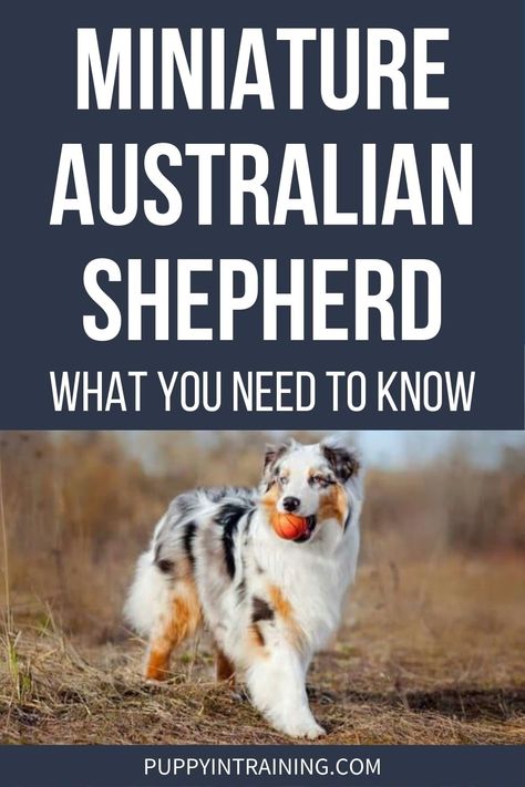 The Miniature Australian Shepherd - Herding Dog For The Home Aussie Shepherd Puppy, Australian Dog Breeds, Miniature Aussie, Service Dogs Breeds, Miniature Australian Shepherd Puppies, Mini Aussies, Dog Breeds That Dont Shed, Blue Merle Aussie, Dog Breed Names