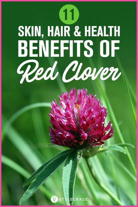 #10HealthTips Red Clover Uses, Herbs For Skin Health, Red Clover Tea Benefits, Red Clover Tincture, Benefits Of Red Clover, Clover Benefits, Red Clover Benefits, Herbalist Garden, Red Clover Tea