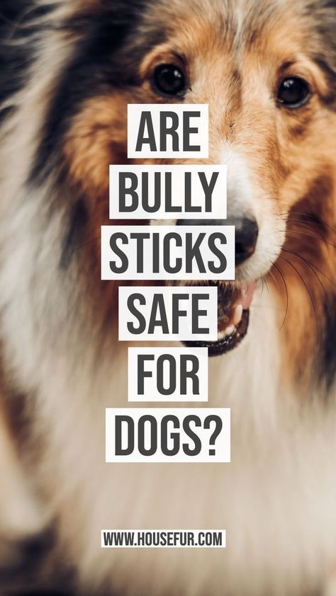 Are Bully Sticks Safe for Dogs? Chew Toys For Dogs, Dog Treat Packaging, Bully Sticks For Dogs, Dogs House, Toys For Dogs, Dog Treats Homemade Recipes, Bully Sticks, Diy Dog Treats, Puppy Chewing