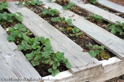 strawberry pallet garden Pumpkin Trellis, Pallet Gardening, Strawberry Planters, Growing Lettuce, Growing Strawberries, Succulent Gardening, Pallet Garden, Pallets Garden, Small Yard