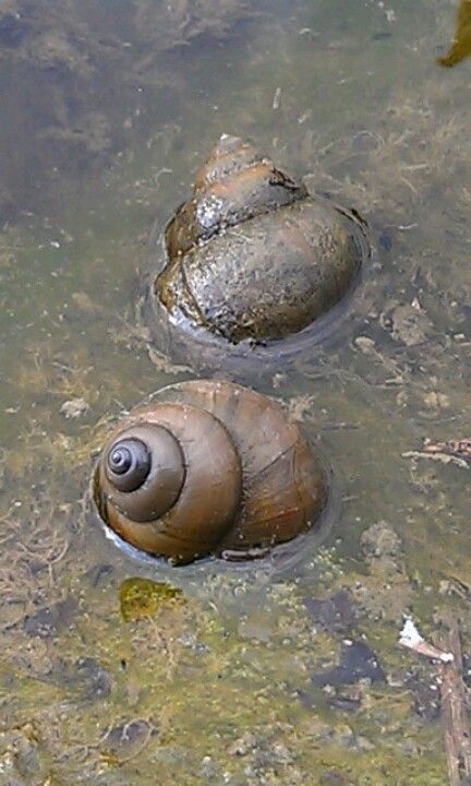 Animal - Freshwater Snails. Freshwater Snails, Snails Recipe, Sweet Briar, Iron Water, Snail Shell, Divine Design, Sea Creature, Coloring Book Art, Toad