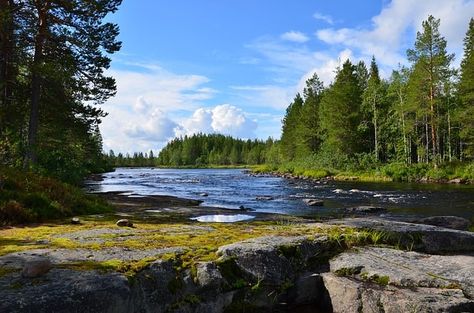 Taiga Biome: Location, Climate, Temperature, Precipitation, Plants and Animals Sequoia Forest, Forest Ecosystem, Daintree Rainforest, Boreal Forest, Biome, Jurassic Park World, Landscape Illustration, You Are The World, Fantasy Aesthetic