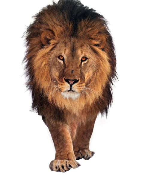 Lion walking and looking at camera isolated at white. The Lion walking and looki , #Ad, #walking, #Lion, #camera, #white, #isolated #ad Walking Lion, Lion Kings, White Wall Mural, Lion Walking, Animal Anime, Lion King Baby, Eagle Images, Lion Photography, Lions Photos