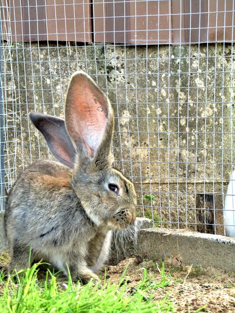 German Giant Rabbit, #German, #Rabbit, #Giant Rabbit Symbolism, Havana Rabbit, Giant Rabbits, Hare Animal, Cabbage Diet, Rabbit Behavior, Raw Cabbage, Rabbit Diet, Giant Rabbit